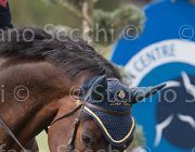 Arioldi F Ambra TosTour 2013- S4 6598 : Ambra, Arezzo Equestrian Centre, Arioldi Francesca, Toscana Tour 2013, foto di Stefano Secchi ©